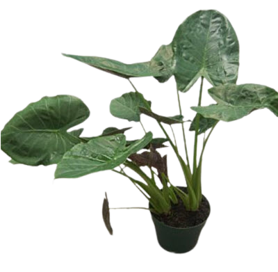 Alocasia Wentii